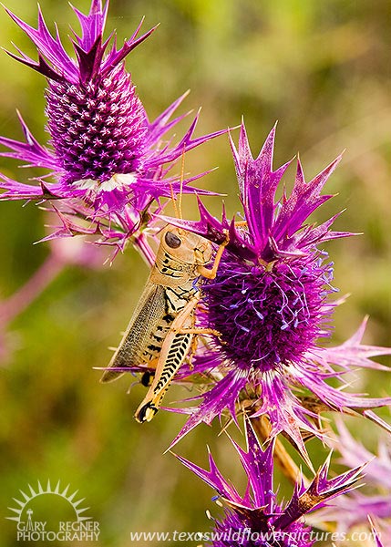 Grasshopper on Eryngo