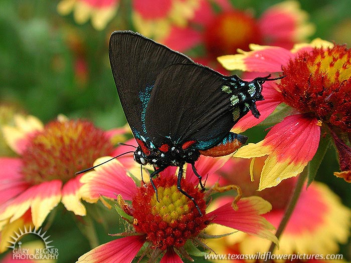 Great Purple Hairstreak - Texas Wildflowers by Gary Regner