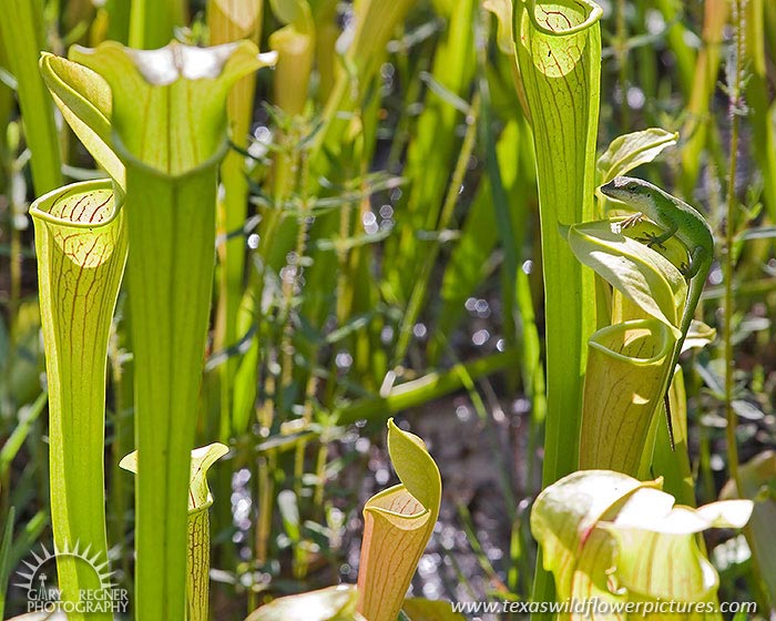 Waiting for Lunch - Green Anole on Pitcher Plant