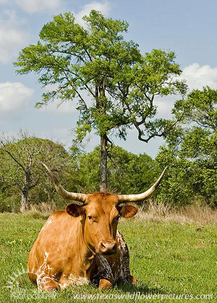 Longhorn Steer