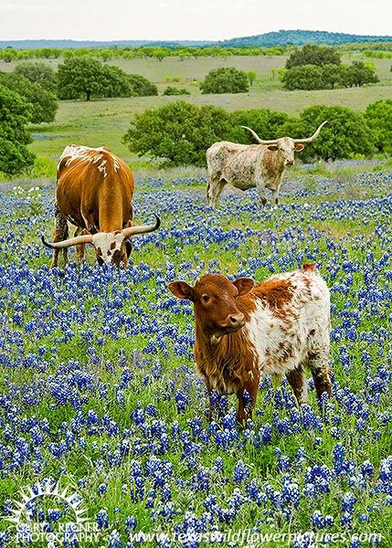 Longhorn Steer Cow and Calf in Bluebonnets