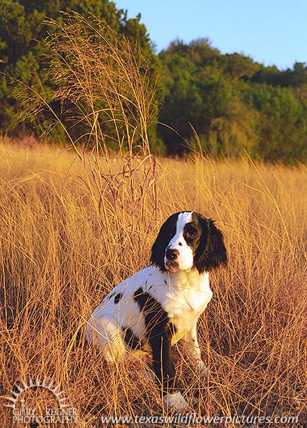 English Springer Spaniel