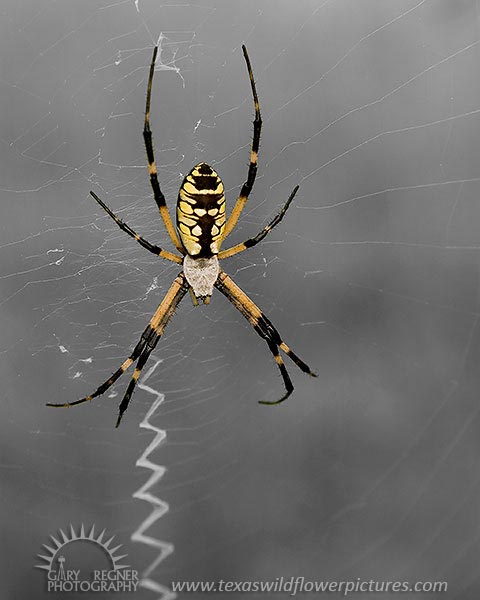 Yellow Garden Spider - Argiope aurantia