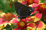 Great Purple Hairstreak and Firewheels - by Gary Regner