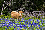 Bovine Bluebonnets - by Gary Regner