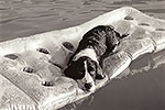 Lounging at the Lake - by Gary Regner