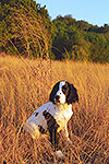 English Springer Spaniel - by Gary Regner