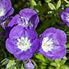 Texas wildflower - Blue Phacelia (Phacelia patuliflora)