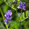 Texas wildflower - Deer Pea Vetch (Vicia ludoviciana)