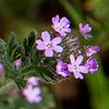 Texas wildflower - Low Verbena (Verbena pumila)