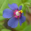 Texas wildflower - Scarlet Pimpernel (Anagallis arvensis)