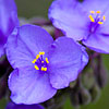 Texas wildflower - Giant Spiderwort (Tradescantia gigantea)