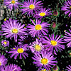 Texas wildflower - Aster (Machaeranthera tanacetifolia)