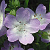 Texas wildflower - Baby Blue-Eyes (Nemophila phacelioides)