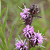 Texas wildflower - Blazing Star