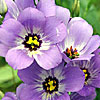 Texas wildflower - Bluebell (Eustoma grandiflorum)