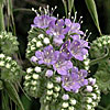 Texas wildflower - Blue-Curls (Phacelia congesta)