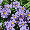 Texas wildflower - Blue-Eyed Grass (Sisyrinchium ensigerum)