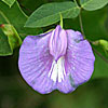 Texas wildflower - Butterfly Pea (Centrosema virginianum)