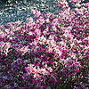 Texas wildflower - Purple Feather Dalea (Dalea formosa)