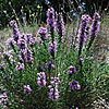 Texas wildflower - Gay-Feather (Liatris mucronata)