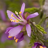 Texas wildflower - Guayacan (Guajacum angustifolium)