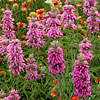 Texas wildflower - Purple Horsemint (Monarda citriodora)