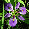 Texas wildflower - Southern Iris (Iris virginica)