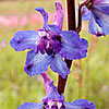 Texas wildflower - Prairie Larkspur (Delphinium carolinianum)