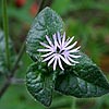 Texas wildflower - Leafy Elephant's-Foot (Elephantopus carolinianus)