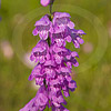 Texas wildflower - Obedient Plant (Physostegia intermedia)