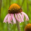 Texas wildflower - Purple Cone-Flower (Echinacea sanguinea)