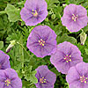 Texas wildflower - Purple Ground Cherry (Physalis lobata)