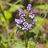 Texas wildflower - Self-Heal (Prunella vulgaris)