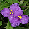 Texas wildflower - Western Spiderwort (Tradescantia occidentalis)