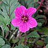 Texas wildflower - Stork's Bill (Erodium texanum)