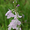 Texas wildflower - Texas Toad-Flax (Linaria texana)