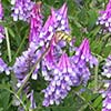 Texas wildflower - Vetch (Vicia villosa)