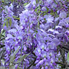 Texas wildflower - Wisteria (Wisteria frutescens)