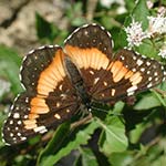 Butterfly Weed