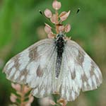 Cedar Sage