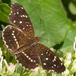 Red Buckeye