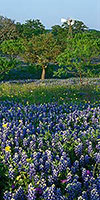 Bluebonnet Windmill