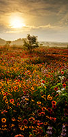 Spring Morning