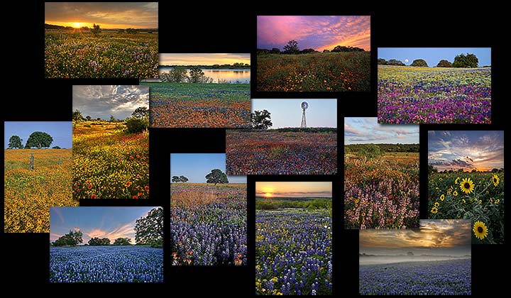 Texas Wildflower Postcards