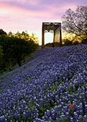 Gary Regner - Bluebonnets on Railroad Notecard