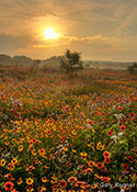 Gary Regner - Spring Morning Notecard