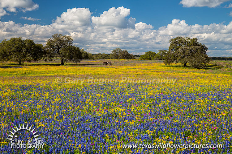 Texas Wildflowers Landscape Photography