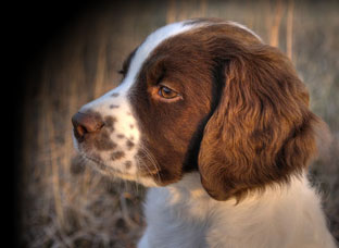 Gary Regner - Trevor, English Springer Spaniel