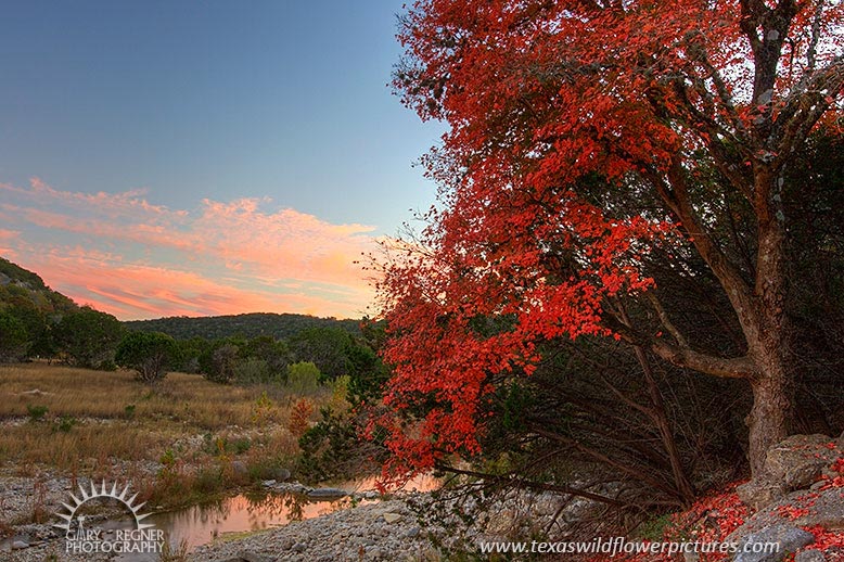 Lost Maples State Natural Area, Sabinal River, Texas